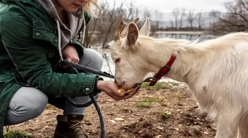 Equine Therapy