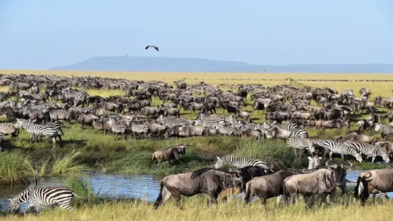 people come to uruguay to watch which animal? birds gazelles elephants wildebeasts