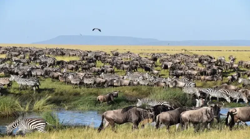 people come to uruguay to watch which animal? birds gazelles elephants wildebeasts