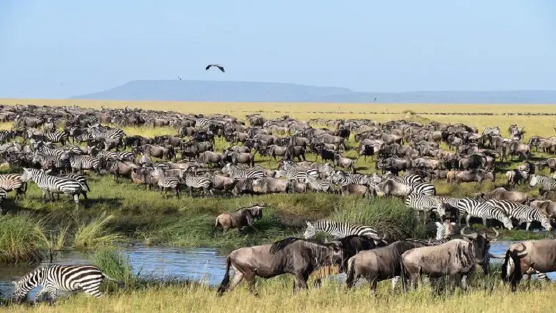 people come to uruguay to watch which animal? birds gazelles elephants wildebeasts